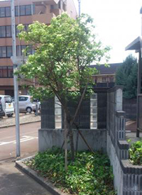 植栽管理